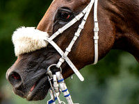 Velka Pardubicka qualifier