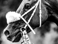 Velka Pardubicka qualifier