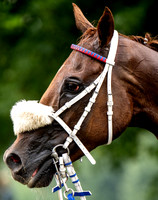 Velka Pardubicka qualifier