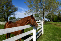 DIXIANA FARMS, Kentucky, April 2019