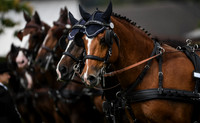World Equestrian Festival CHIO Aachen 2019