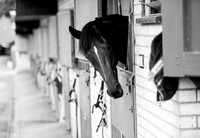 VARIAN STABLE, Newmarket, Aug 2019