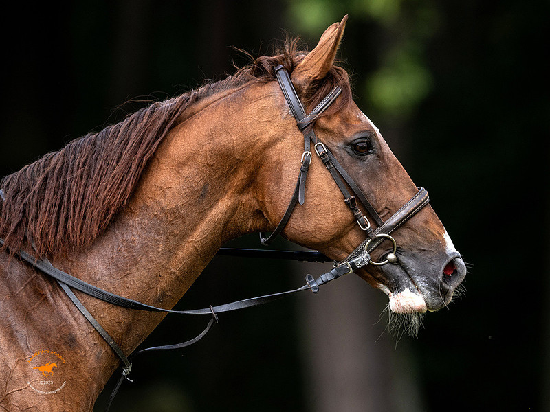 Sexy Lord Pardubicka qualifier prep
