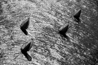 Dalma Island 60ft dhow sailing race, April 23, 2017