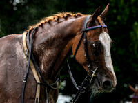 Velka Pardubicka qualifier