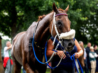 Velka Pardubicka qualifier