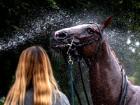 Velka Pardubicka qualifier