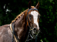 Velka Pardubicka qualifier